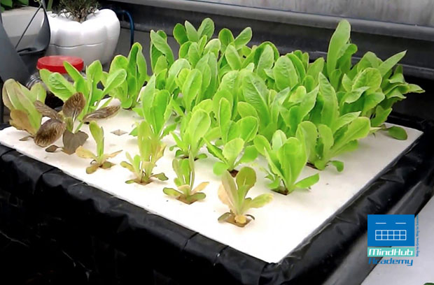 跨學科魚菜共生主題課程